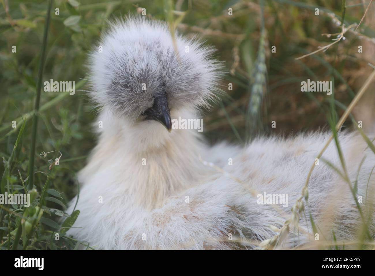 Nahaufnahme eines chinesischen Silkie-Hähnchens auf einem Baumzweig in einer ländlichen Umgebung im Freien Stockfoto