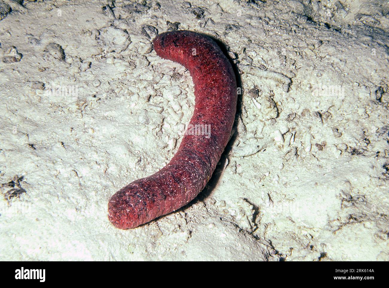 Essbare Seegurke (Holothuria edulis) von den Malediven. Stockfoto