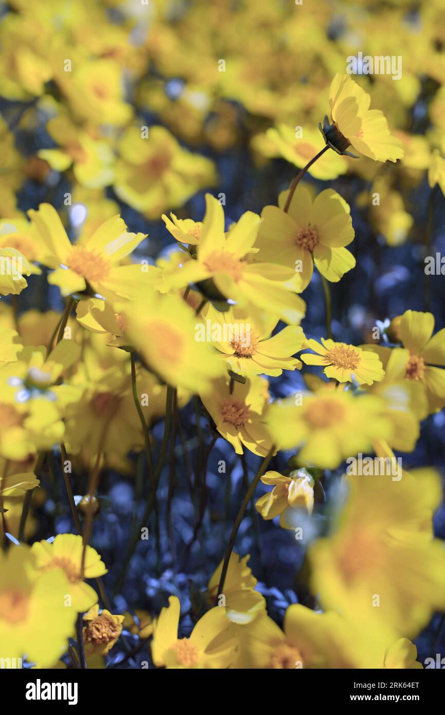 Super Bloom California Stockfoto