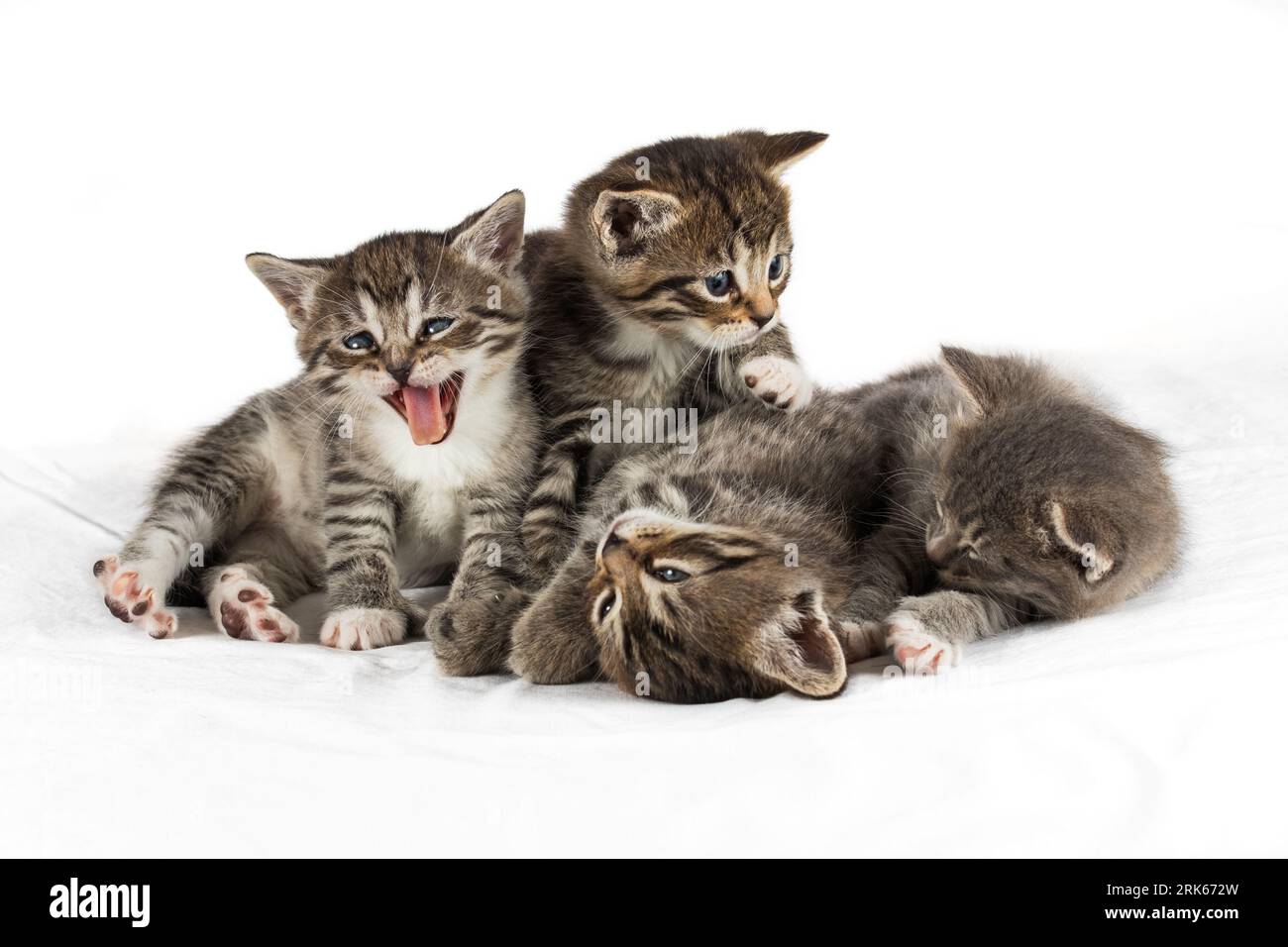 Einige Kätzchen liegen in einem Haufen und sehen fröhlich aus, spielen zusammen Stockfoto