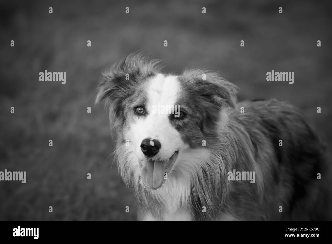 Schwarz-weißes Stockfoto eines Hundes auf einem Grasfeld mit weit geöffnetem Mund Stockfoto