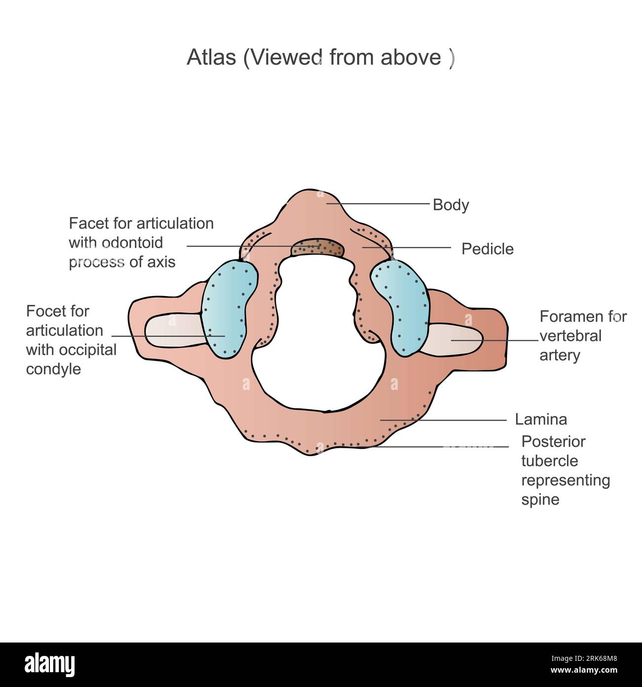 Illustration of an anterior view of the first cervical vertebra, also