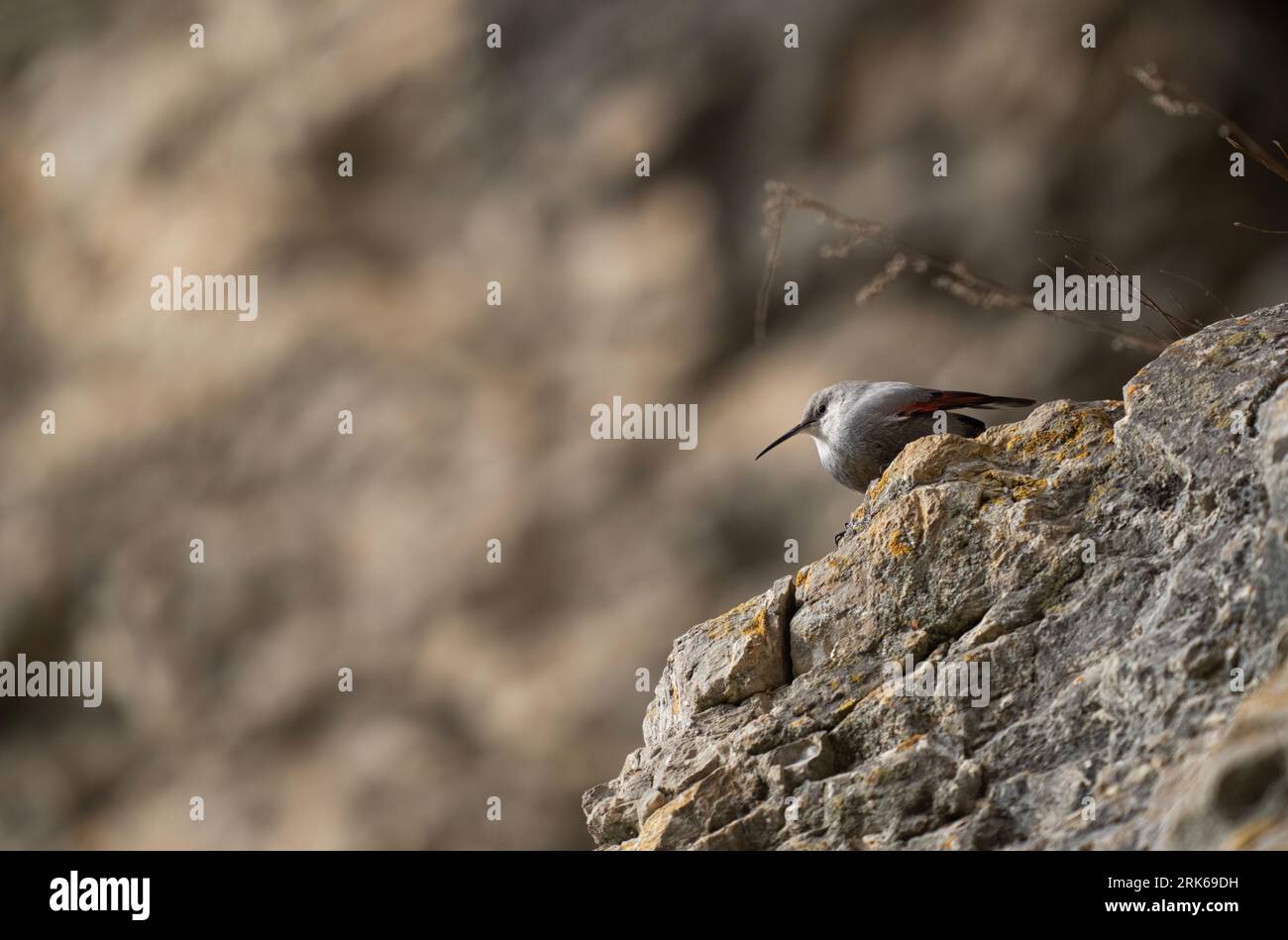 Ein kleiner Vogel thront auf einem grauen Felsen, während er seine Umgebung erkundet Stockfoto