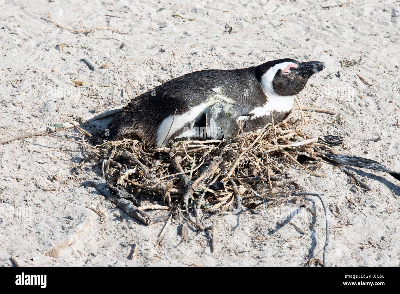 Afrikanische Pinguine, Boulders Beach, Südafrika Stockfoto