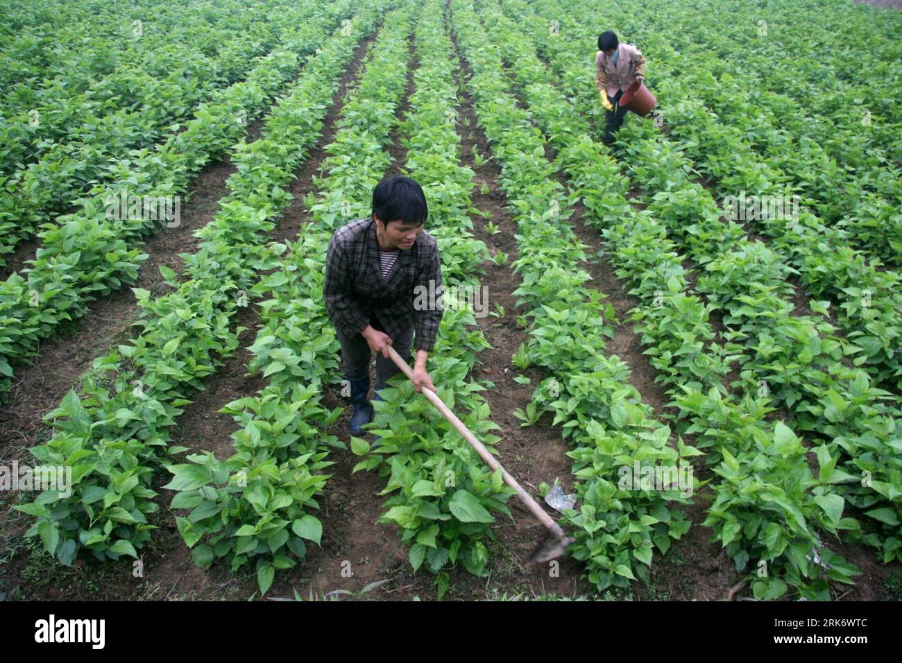 Bildnummer: 53856737 Datum: 14.03.2010 Copyright: imago/Xinhua (100315) -- LUOCHENG, 15. März 2010 (Xinhua) -- Two Rural famales tend plants of Mulberry Setzlings in the Field at Siba Town of Luocheng County, South West China s Guangxi Zhuang Autonomous Region, 14. März 2010. Die örtlichen Landwirte nutzten das günstige Regenwetter, um mit dem Pflanzen und Düngen fortzufahren, um ihre wirtschaftlichen Verluste aufgrund der Dürre zu minimieren. (Xinhua/Wu Yaorong) (px) (5)CHINA-GUANGXI-DÜRRE-FARMING-SPEEDUP(CN) PUBLICATIONxNOTxINxCHN Wirtschaft Landwirtschaft kbdig xkg 2010 quer o0 Trockenheit, Dürre, Stockfoto