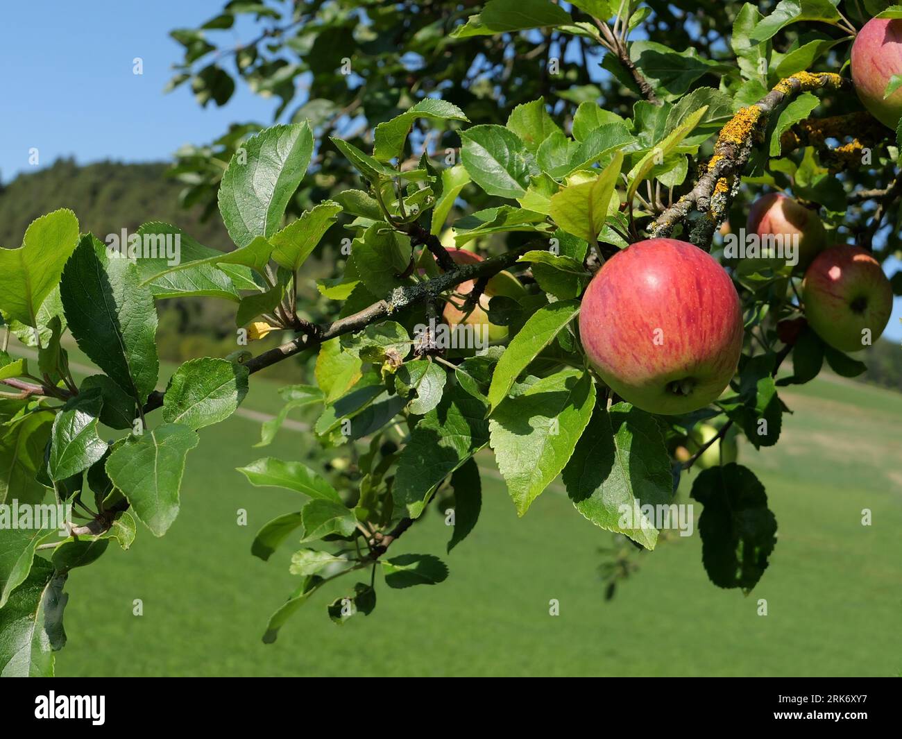 Der Apfelbaum mit seinen wachsenden Äpfeln in der Natur Stockfoto