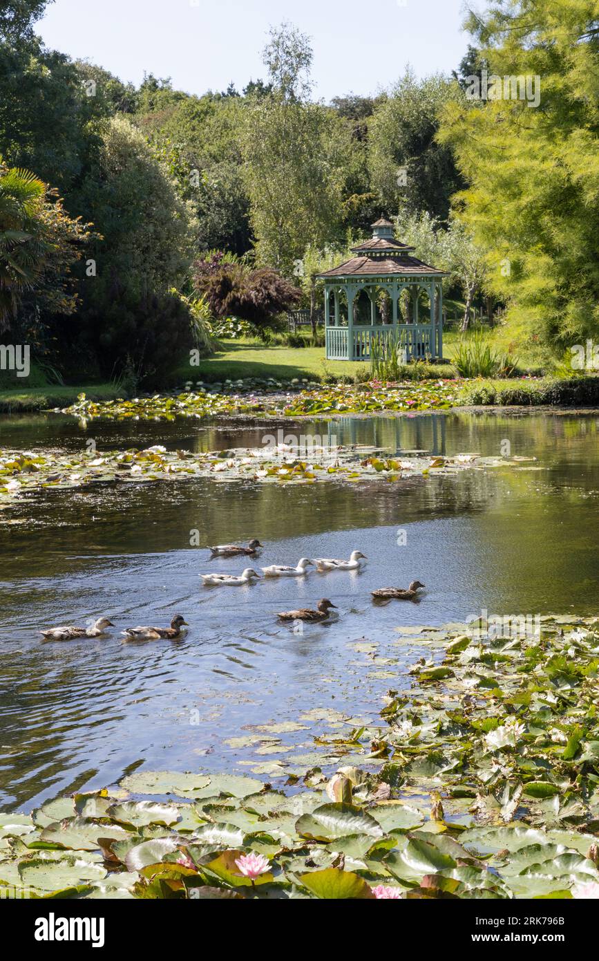 Enten auf den Lilienteichen und das Sommerhaus mit Aussicht an einem sonnigen Sommertag; Bennetts Water Gardens, Chickerell, Weymouth Dorset England Großbritannien Stockfoto
