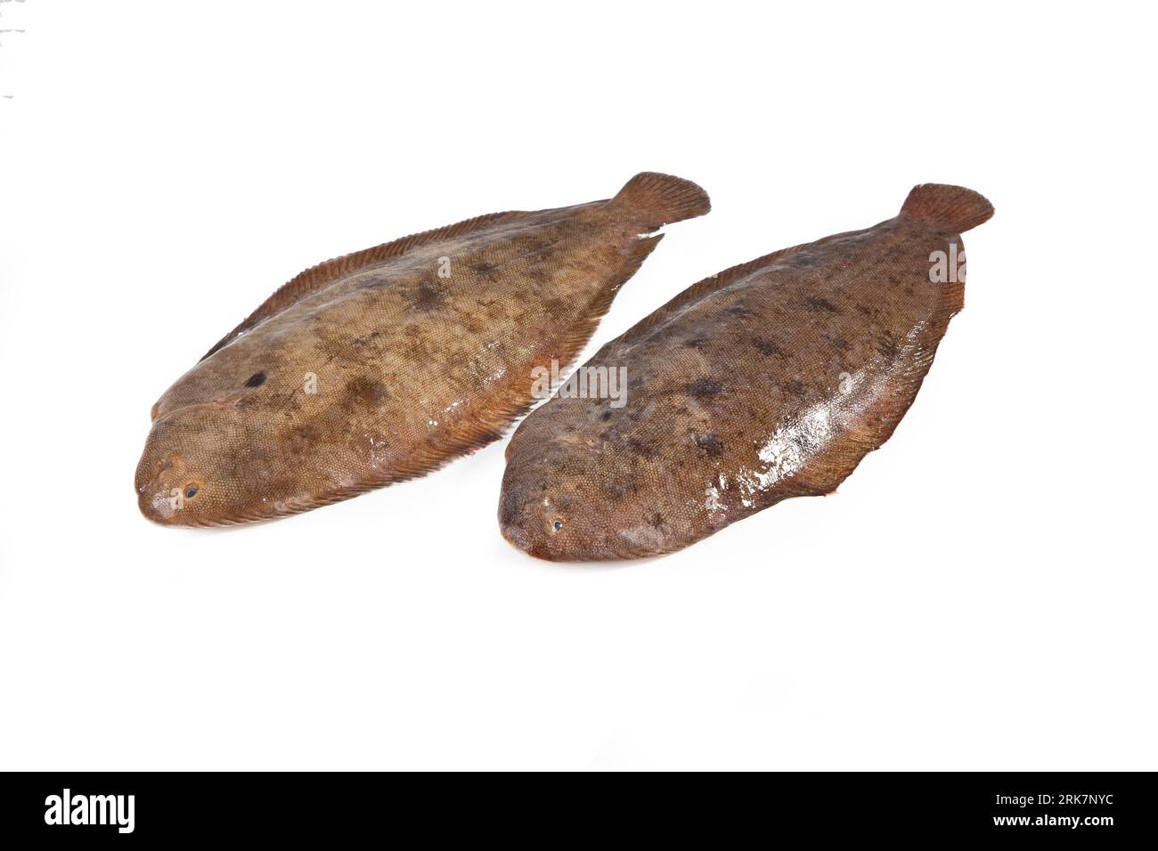 Seezunge isoliert -Fotos und -Bildmaterial in hoher Auflösung – Alamy