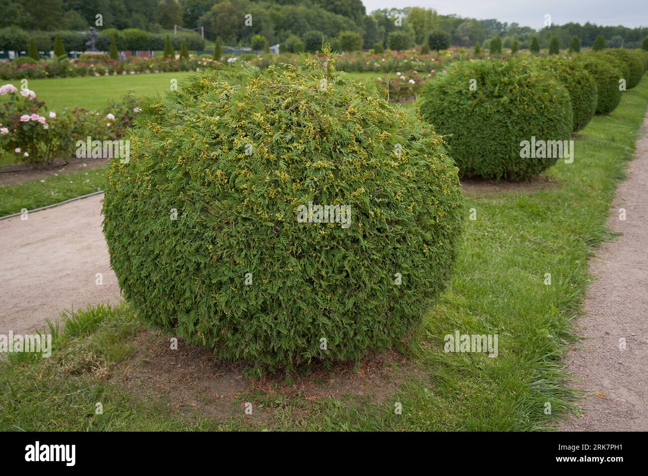 Abgerundete Thuja-Sträucher in Gartenlandschaften Stockfoto