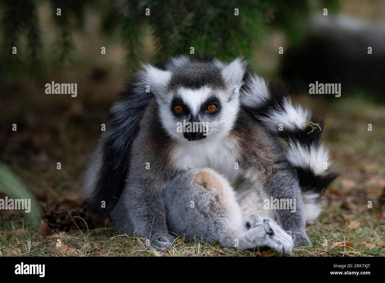 Ein Ringschwanz-Lemur, der sich in einer entspannten Haltung in einer Zooumgebung zusammengerollt hat Stockfoto