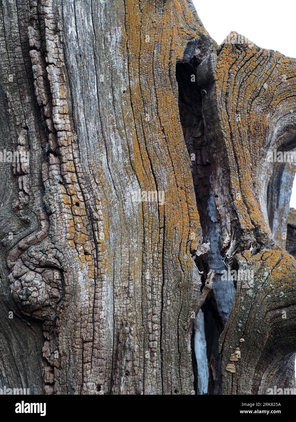 Toter und verfallener Baum mit tiefer Textur und feinen Details Stockfoto