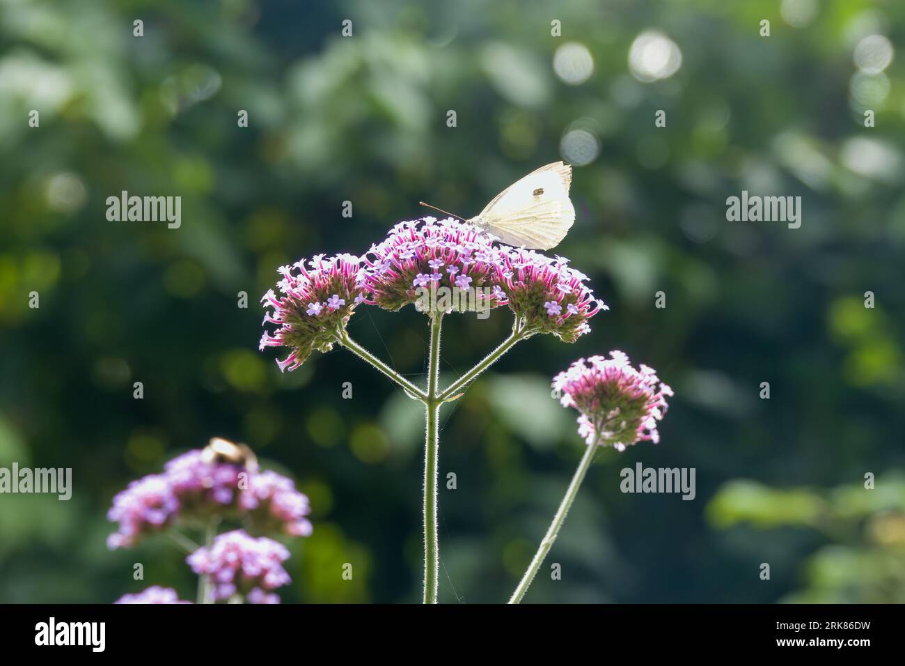 Großer weißer Schmetterling auf purpletop vervain mit einem verschwommenen grünen Hintergrund Stockfoto