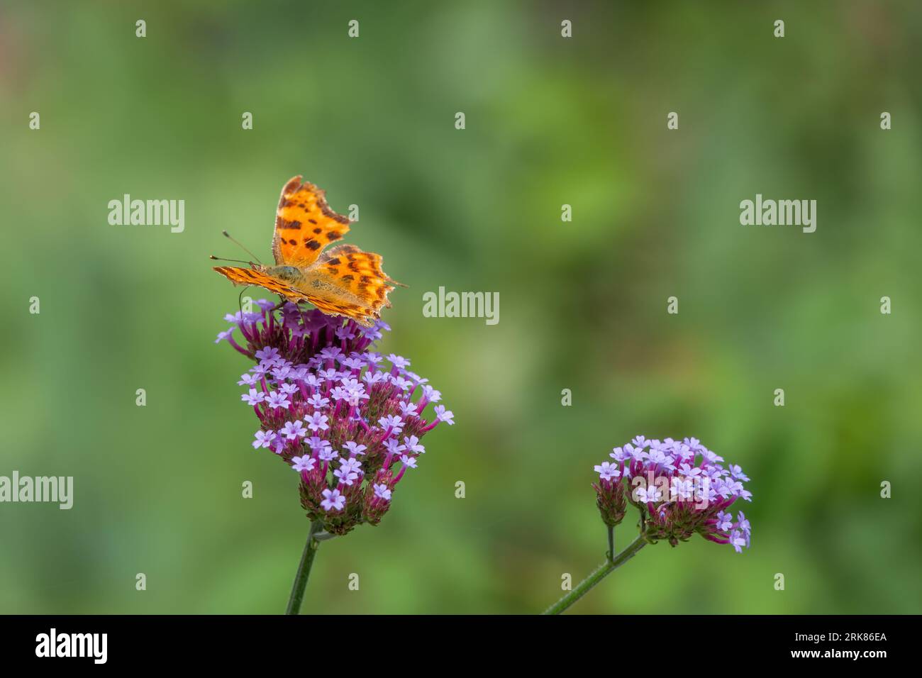 Komma-Schmetterling mit auffälligen orangen und dunkelbraunen dorsalen Flügeln auf lila Vervain mit einem verschwommenen grünen Hintergrund Stockfoto