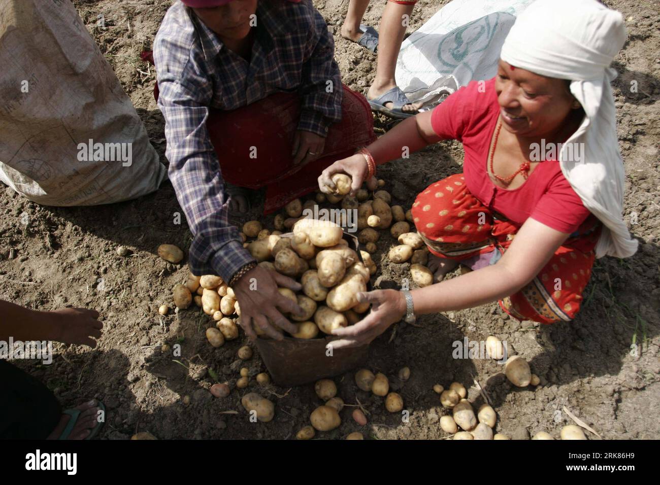 Bildnummer: 53975333 Datum: 24.04.2010 Copyright: imago/Xinhua (100425) -- KATHMANDU, April 25 (Xinhua) -- nepalesische Bauern ernten Potatos auf einem Feld in Jageta, 10 Kilometer östlich von Kathmandu, Hauptstadt Nepals, 24. April 2010. (Xinhua/Bimal Gautam) (gxr) (6)NEPAL-KATHMANDU-POTATO-Harvest PUBLICATIONxNOTxINxCHN Gesellschaft Wirtschaft Landwirtschaft kbdig xmk 2010 quer o0 Ernte, Kartoffel, Kartoffelernte, Erntehelfer, Arbeitswelten Bildnummer 53975333 Datum 24 04 2010 Copyright Imago XINHUA A-Land Kathmandu April 25 XINHUA-Erntehelfer IN OSTKARTOFFEL Stockfoto