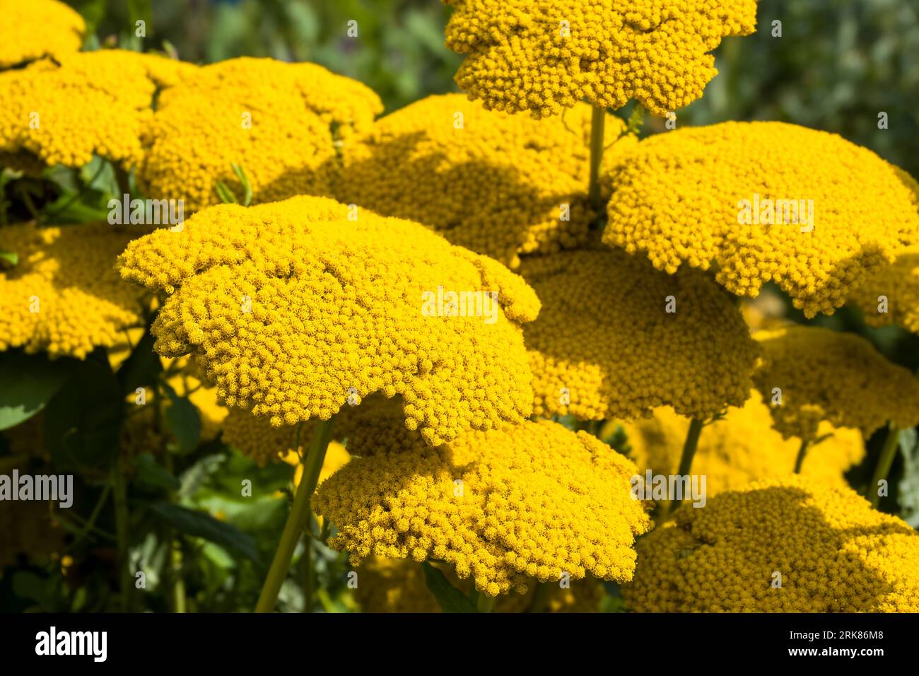 Nahaufnahme von hellgelben Blüten der Schafgarbe Achillea filipendulina Stockfoto