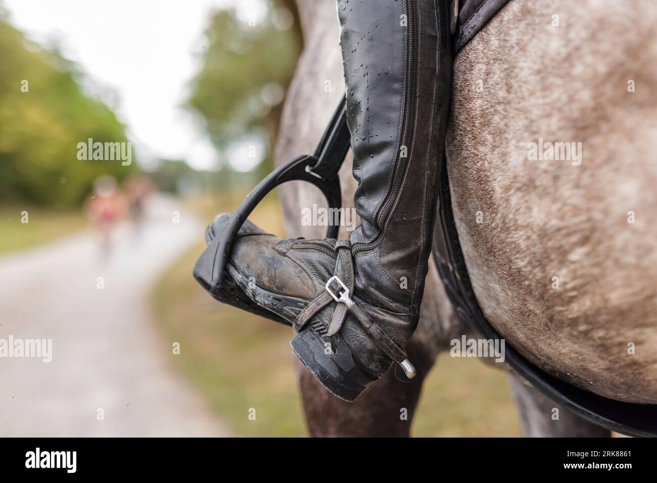 Hübsches Mädchen, ein Reiter, reitet auf einem wunderschönen grauen Pferd, läuft an einem sonnigen Sommertag entlang Stockfoto