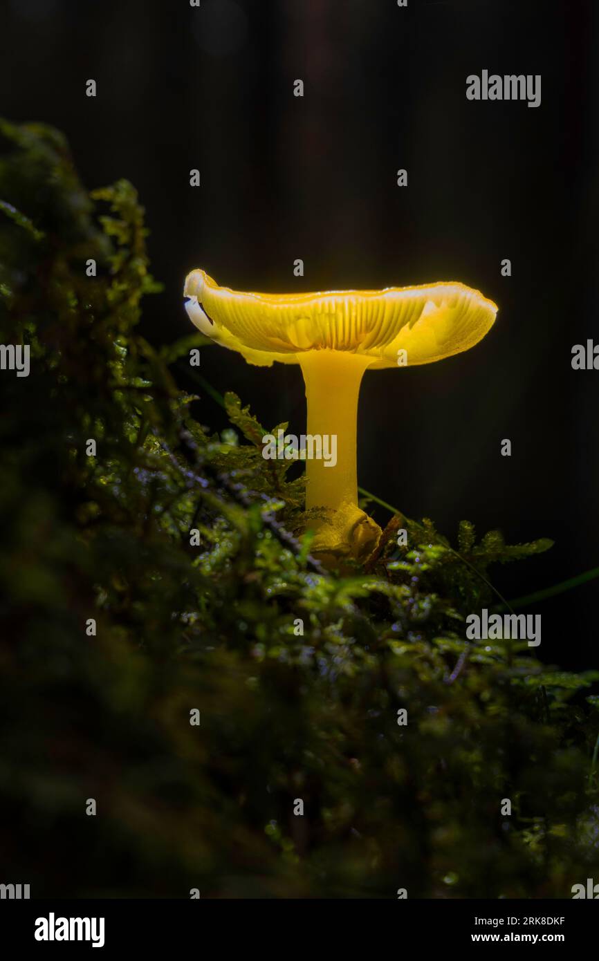 Ein einzelner gelb-grüner Hygrocybe-Pilz, der auf einem Bett aus üppigem grünem Moos in einer ruhigen Waldlage thront Stockfoto
