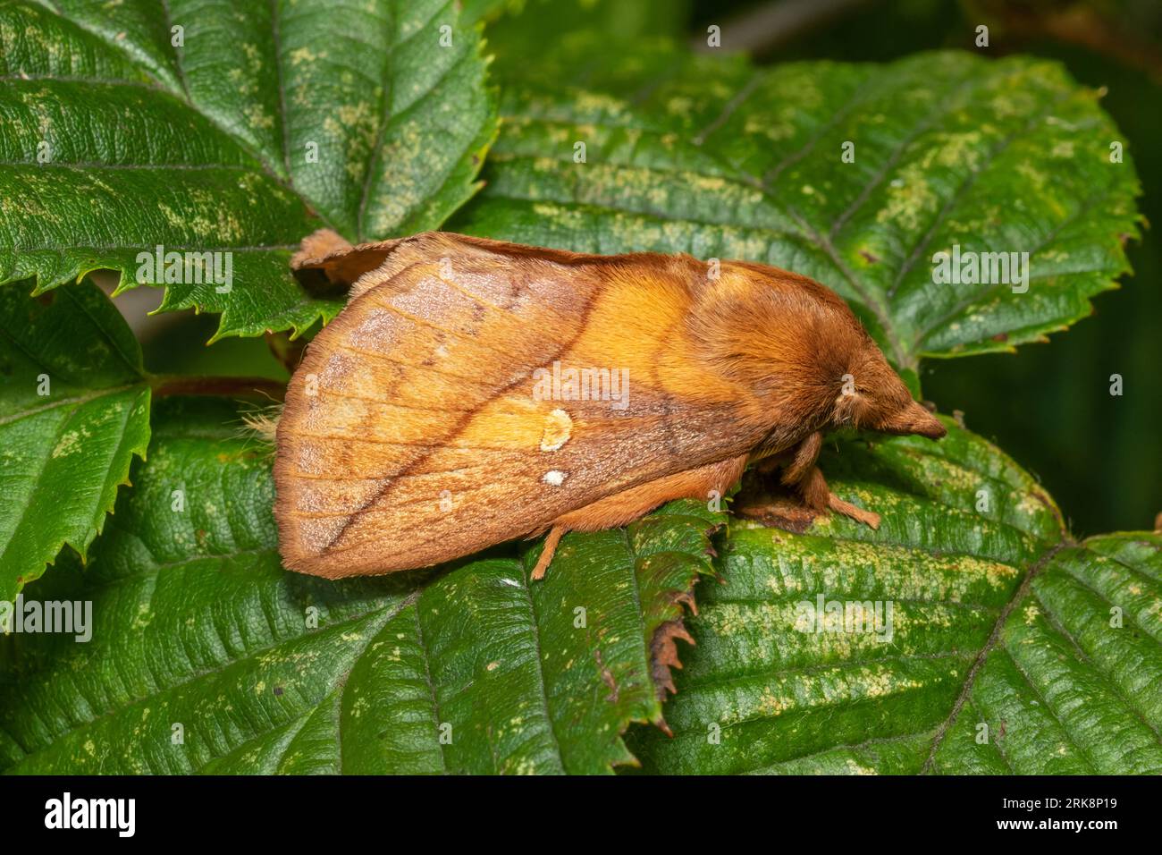 Euthrix potatoria, die trinkende Motte, ruht am frühen Morgen auf einem nassen Blatt. Stockfoto
