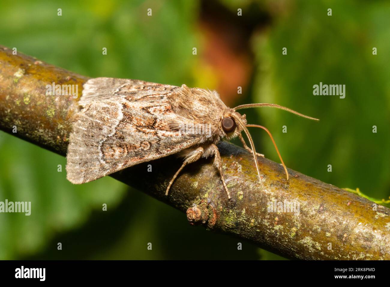 Eine Strohunterflügelmotte, Thalpophila matura, ruht am frühen Morgen auf einem nassen Ast. Stockfoto