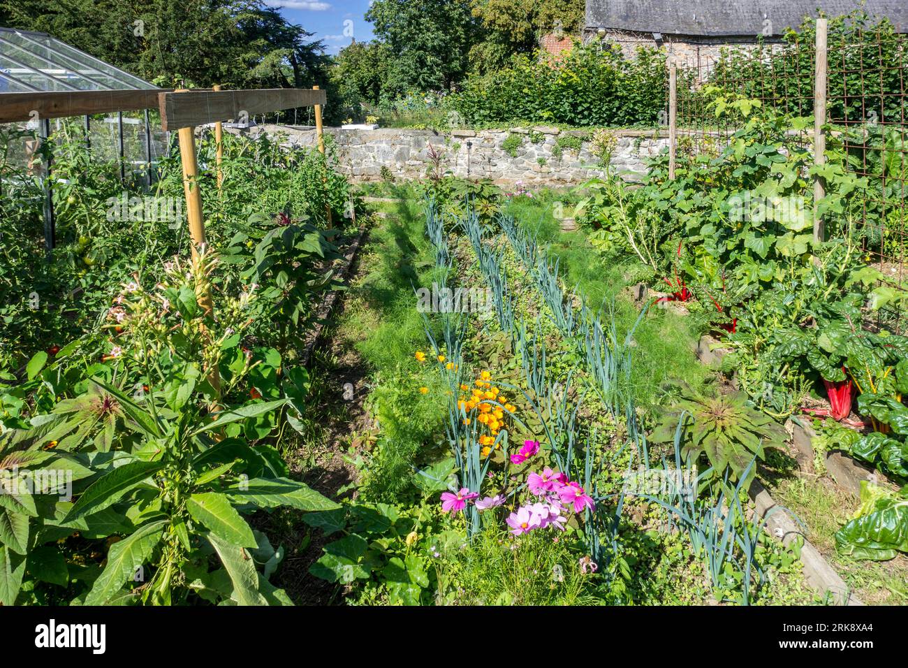 Heimisches Gewächshaus und Grünpflanzen und Kräuter, die im Gemüsegarten / Küchengarten / Kleingärten wachsen, die im Sommer durch Steinmauern geschützt sind Stockfoto