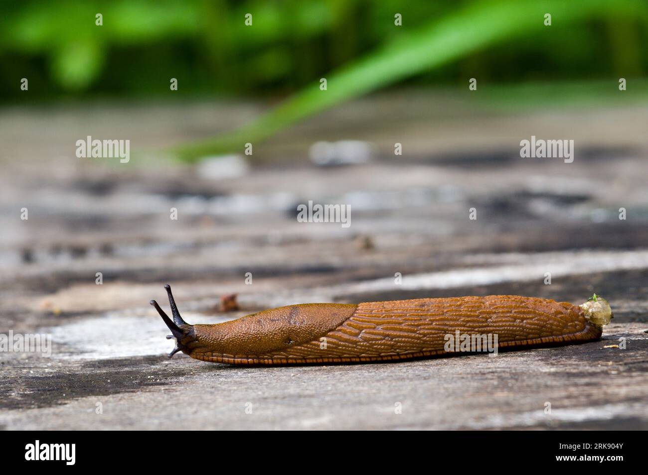 Arion vulgaris, auch spanische Schnecke genannt. Das am meisten einfallende Tier in Europa und der größte Feind jedes Gärtners. Tschechische republik Natur. Stockfoto