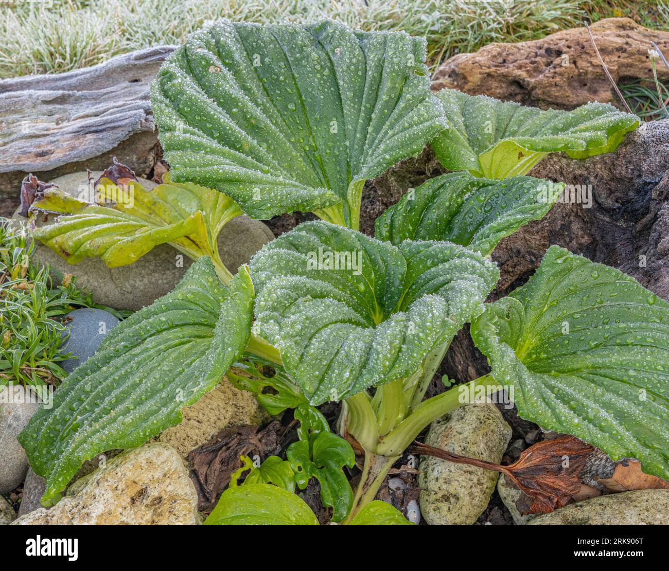 Frost Covered Chatham Island Forget Me Not Leaves Stockfoto