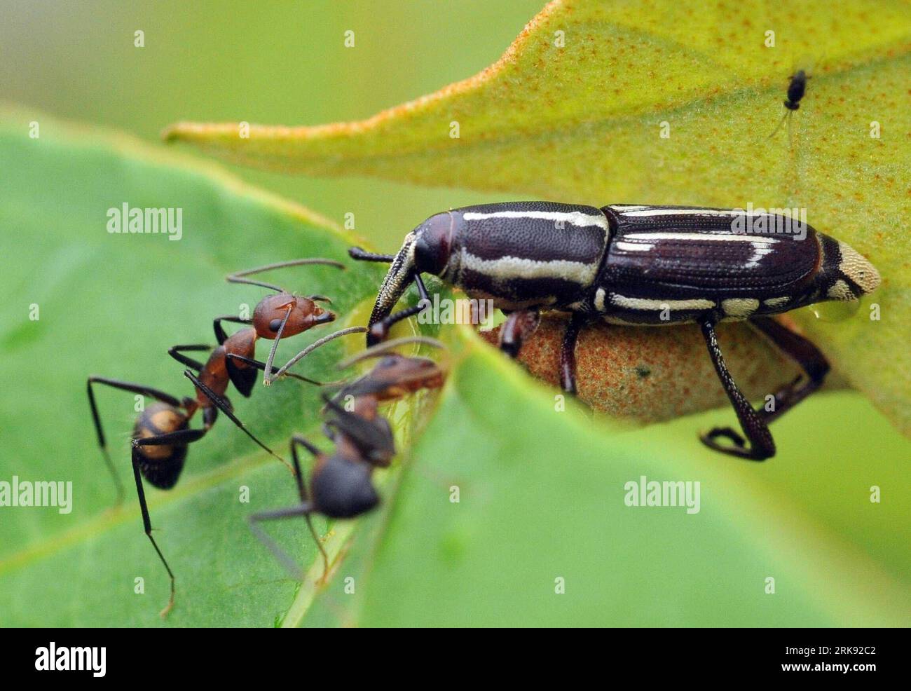 Bildnummer: 54108649 Datum: 02.06.2010 Copyright: imago/Xinhua (100604) -- WUZHISHAN, 4. Juni 2010 (Xinhua) -- das Foto vom 2. Juni 2010 zeigt einen Schnauzkäfer und Ameisen im Wuzhishan-Berg, Provinz Hainan in Südchina. Das Wuzhishan Mountain Natural Reserve ist einer der seltenen tropischen Regenwälder in China. Das ökologische System des Regenwaldes hält eine Vielzahl gefährdeter Pflanzen- und Tierarten. (Xinhua/Jiang Enyu) (msq) (10)CHINA-HAINAN-MT WUZHISHAN-WILDTIERE (CN) PUBLICATIONxNOTxINxCHN Natur kbdig xkg 2010 quer o0 Rüsselkäfer, Ameise, Tiere Bildnummer 54108649 Datum 02 06 20 Stockfoto