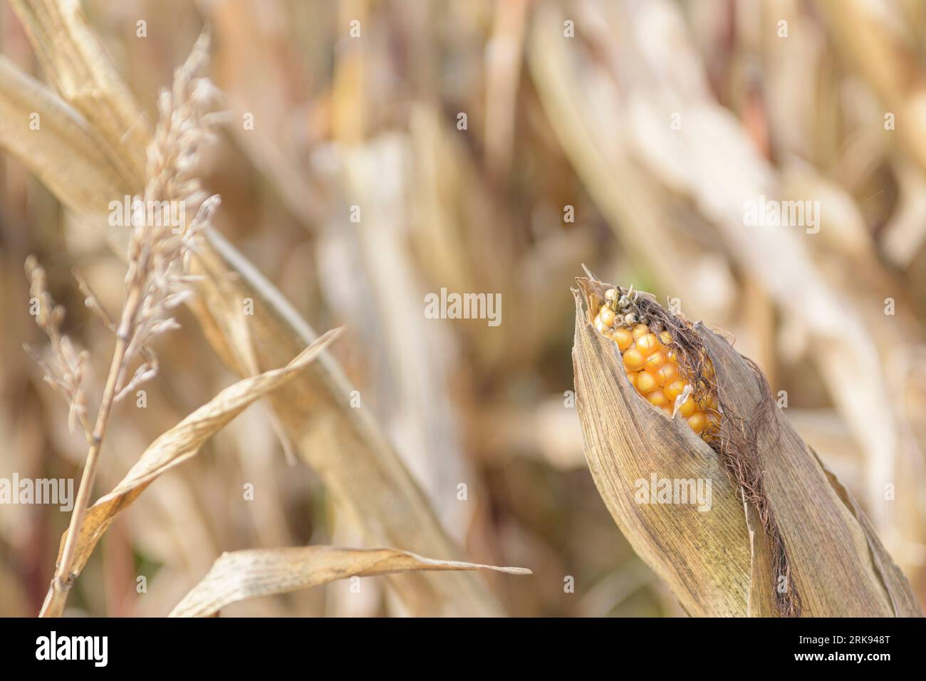 Ernte von Maisstängeln und Ähren auf dem Feld Ende Oktober. Nahaufnahme Stockfoto