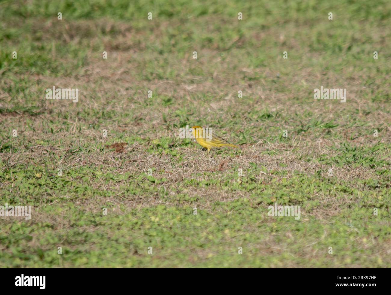 Auffälliger gelber Goldfink im Gartenrasen. Sicalis flaveola Stockfoto