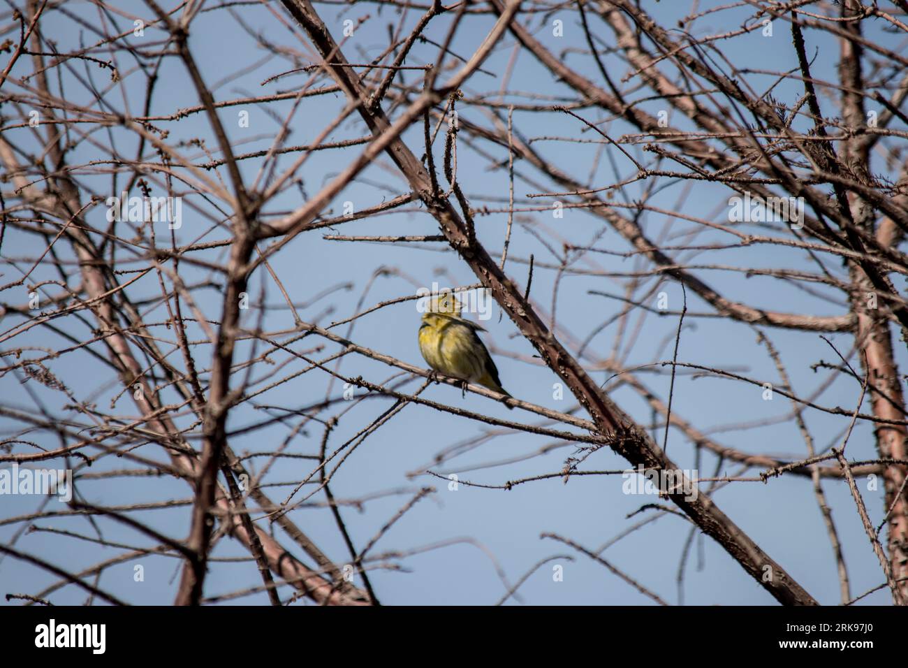 Auffälliger gelber Goldfink in den Zweigen eines Baumes. Sicalis flaveola Stockfoto