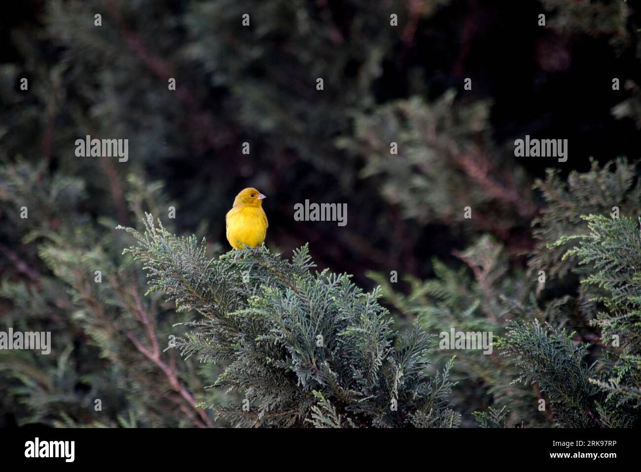 Auffälliger gelber Goldfink in den Zweigen eines Baumes. Sicalis flaveola Stockfoto