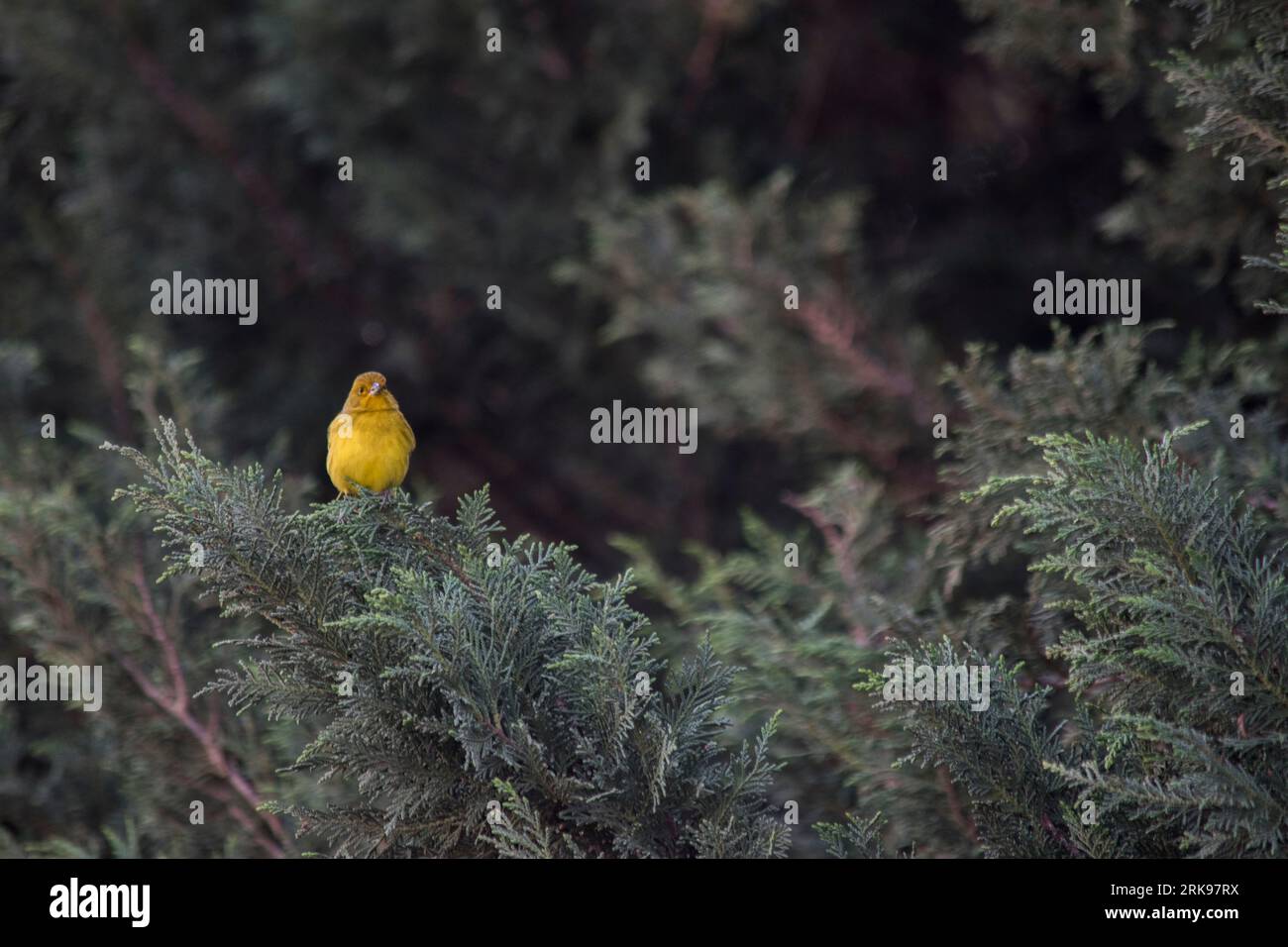 Auffälliger gelber Goldfink in den Zweigen eines Baumes. Sicalis flaveola Stockfoto
