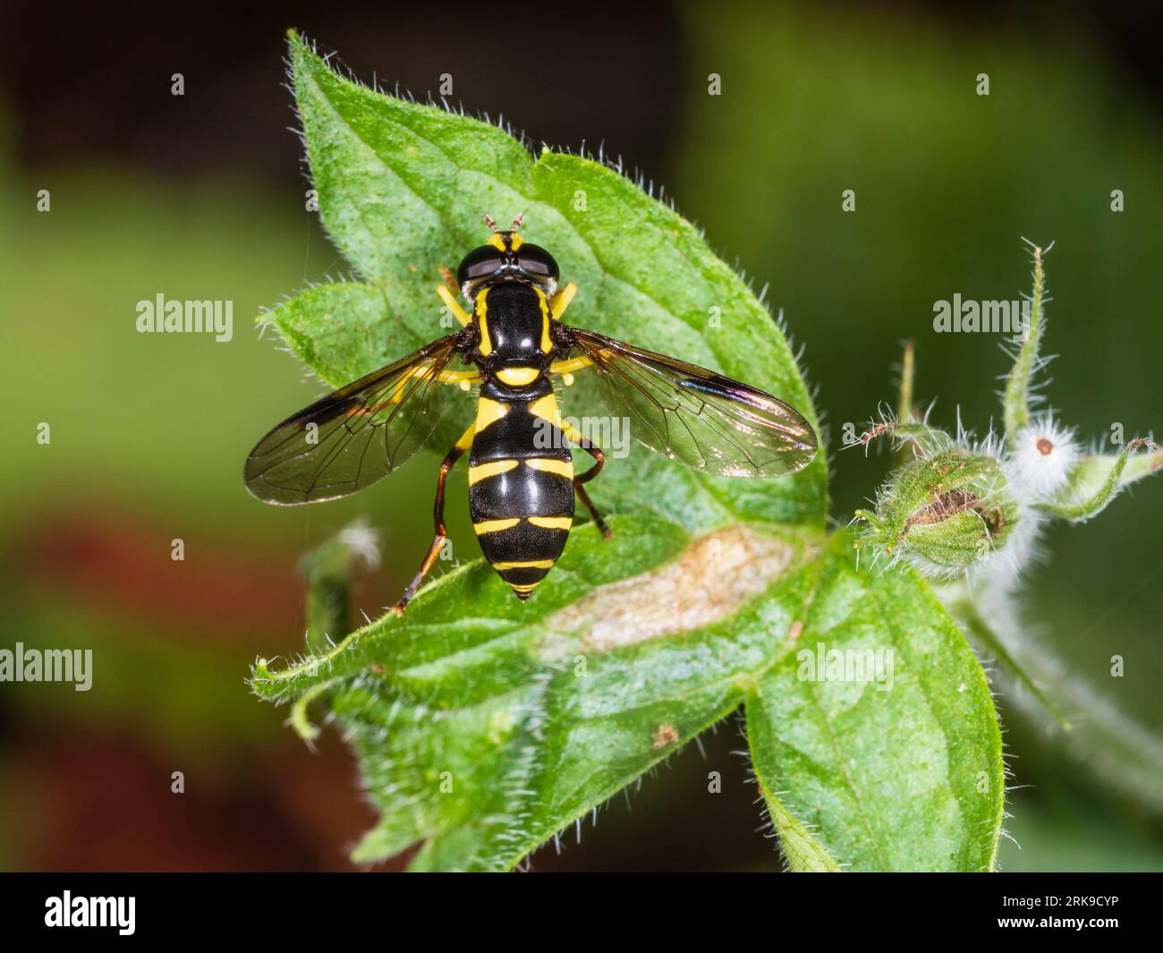 Erwachsenes weibliches Xanthogramma pedissequum, ausgezeichneter Ameisenhügel-fliegenpilz, in einem Devon, UK-Garten Stockfoto
