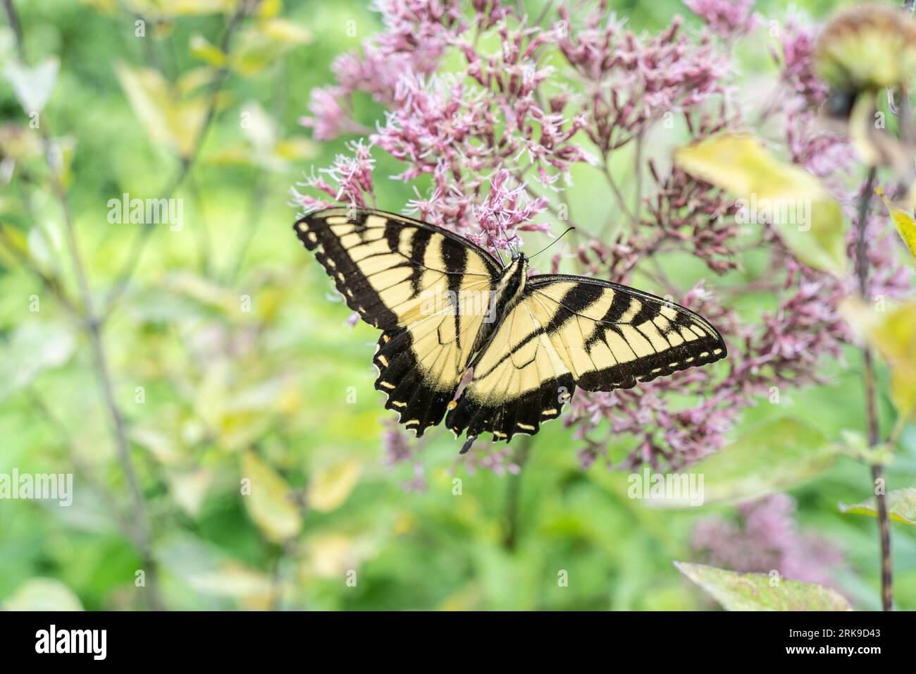 Ostiger Schwalbenschwanz (Papilio glaucus) heimische Wildblume auf der Wiese. Stockfoto