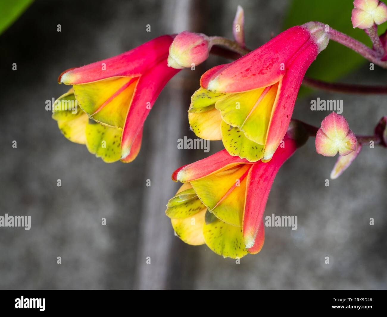 Rote und gelbe Blüten der halbharten Kletteralstroemeria, Bomarea edulis Stockfoto