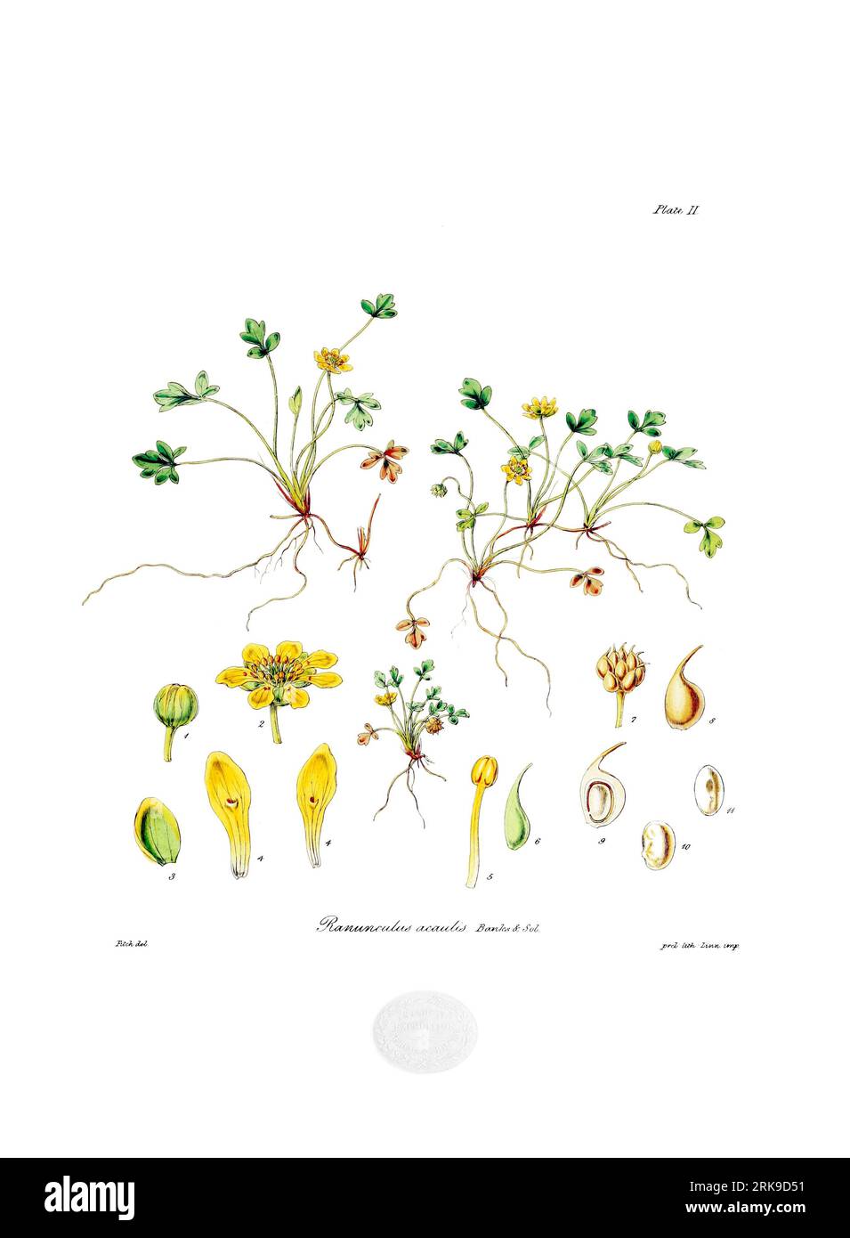 Ranunculus acaulis 1. Juni 1844 von Walter Hood Fitch Stockfoto