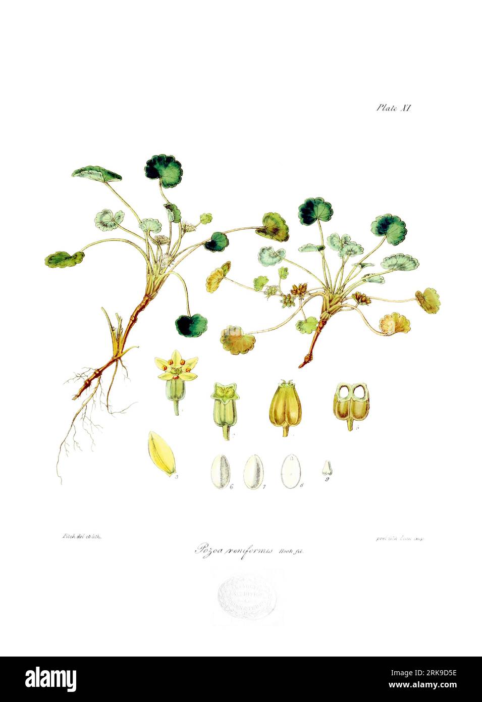 Pozoa reniformis am 1. Juni 1844 von Walter Hood Fitch Stockfoto