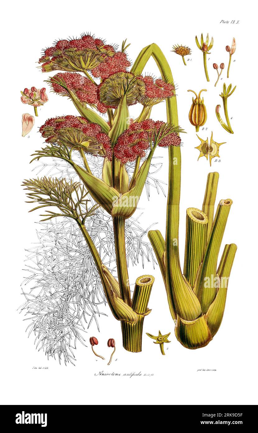 Anisotome Antipoda 1. Juni 1844 von Walter Hood Fitch Stockfoto