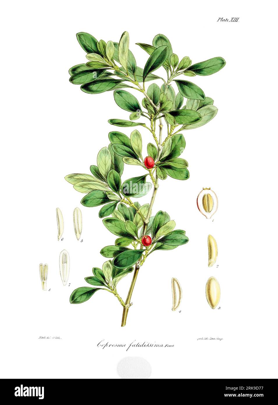 Coprosma fœtidissima 4. Juli 1844 von Walter Hood Fitch Stockfoto