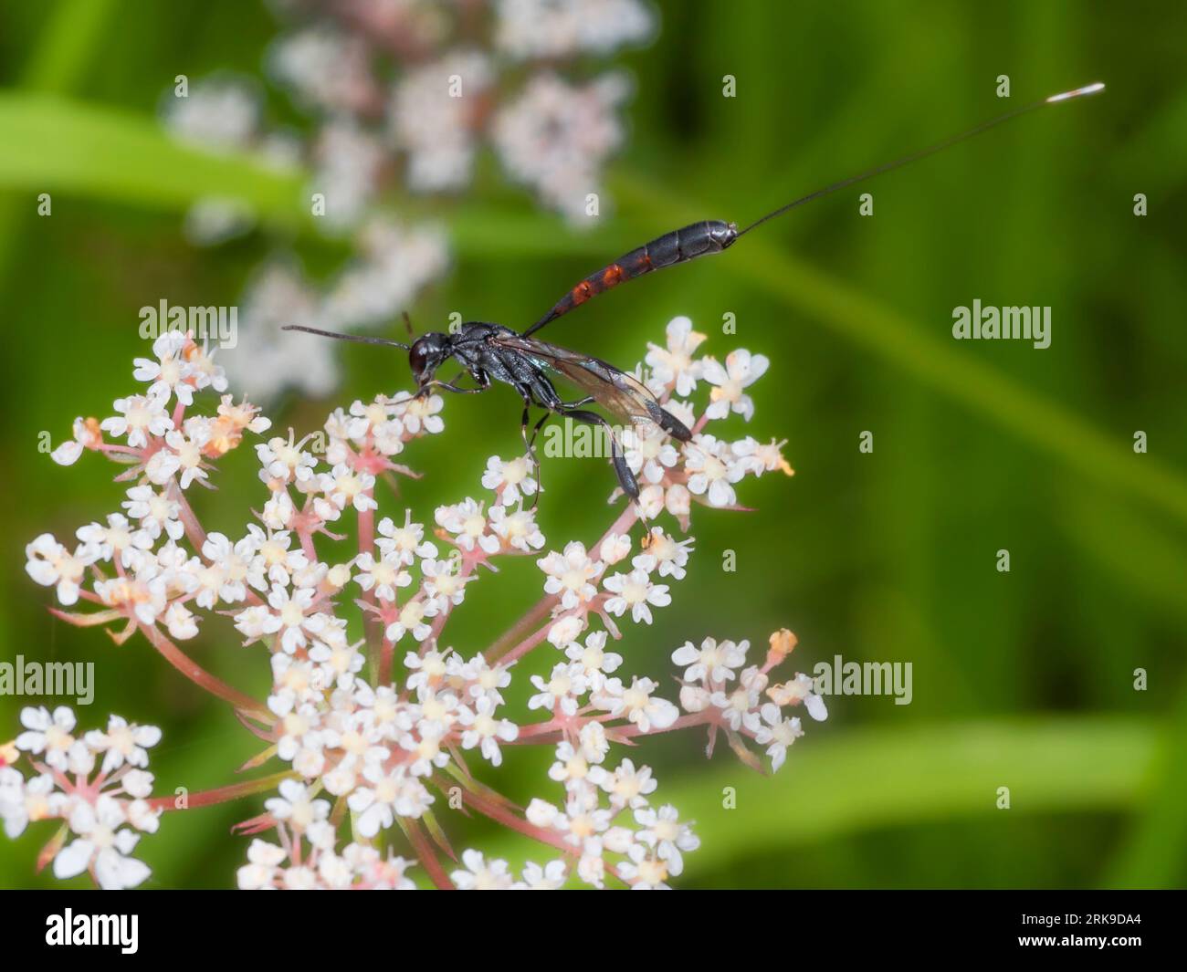 Weiblicher Gasteruptionsjakulator, eine britische parasitoide Wespe, die sich von wilden Karottenblüten, Daucus carota, ernährt Stockfoto