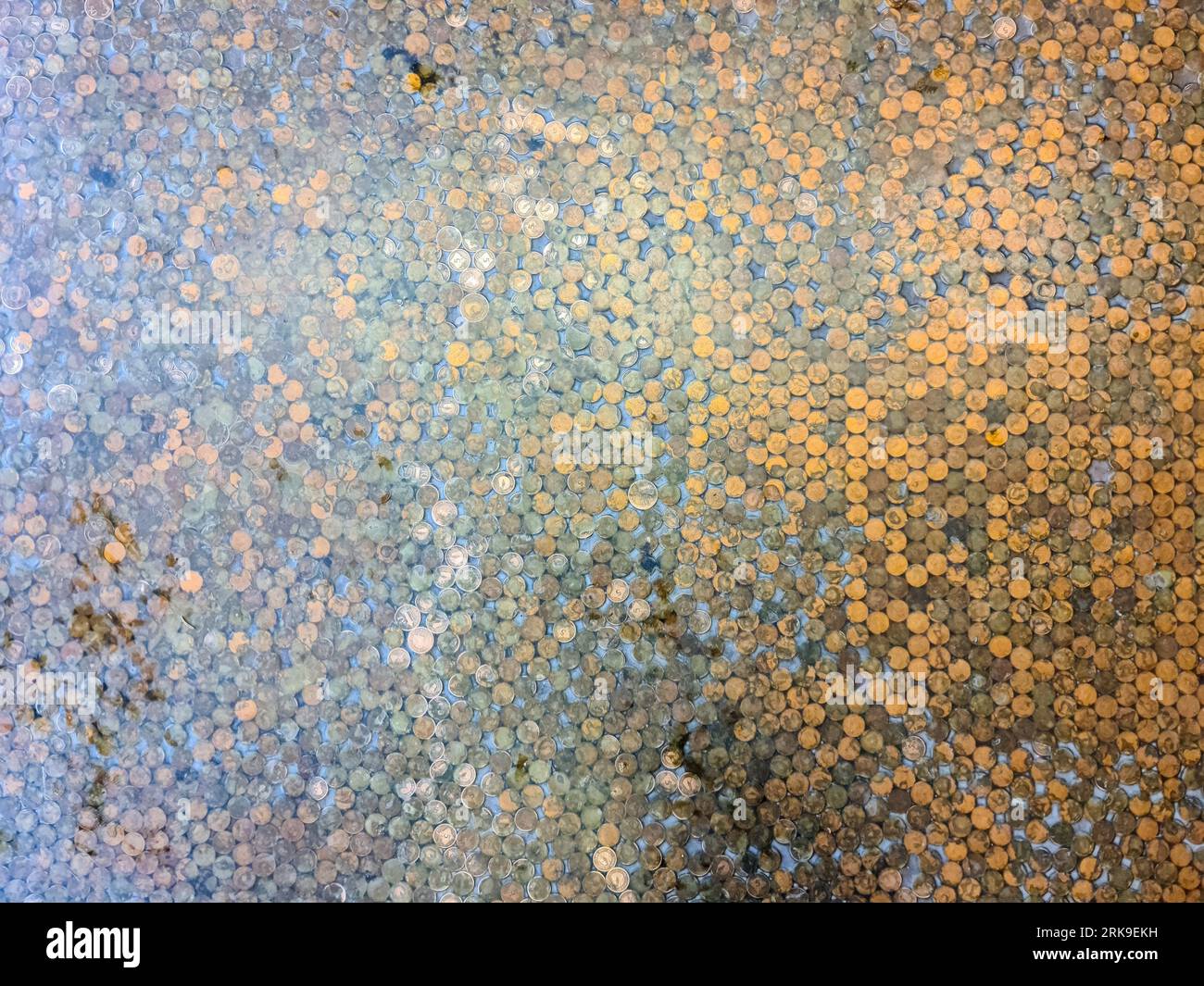 Very Many Old Icelandic Coins On The Ground - Money Concept Taken From Above Stockfoto