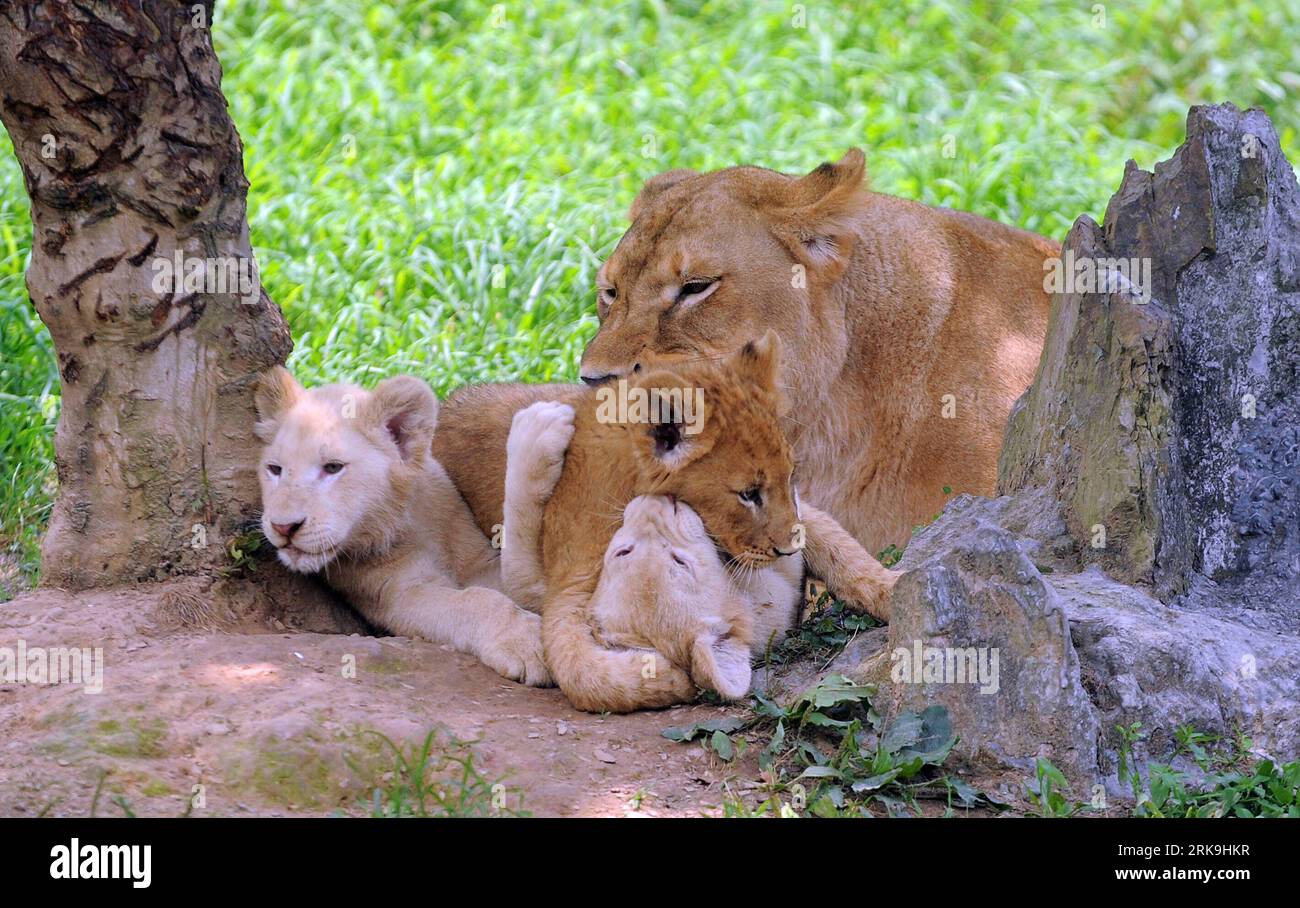 Bildnummer: 54198017 Datum: 02.07.2010 Copyright: imago/Xinhua (100702) -- HANGZHOU, 2. Juli 2010 (Xinhua) -- Ein Triplett von drei Löwen, zwei davon sind weiße Löwen, spielen zusammen mit ihrer Mutter im Hangzhou Wild Animal Zoo in Hangzhou, der Hauptstadt der ostchinesischen Provinz Zhejiang, am 2. Juli 2010. Zwei weiße Löwen, drei Monate alt, haben hier am Freitag ihr Debüt gegeben. (Xinhua/Xu Yu) (ypf) (4)CHINA-HANGZHOU-WHITE LIONS(CN) PUBLICATIONxNOTxINxCHN Gesellschaft Tiere Löwen Nachwuchs Junge Premiere xint kbdig xsk 2010 quer o0 Weißer, Jungtier Bildnummer 54198017 Datum 02 07 2010 Copyright Imago X Stockfoto