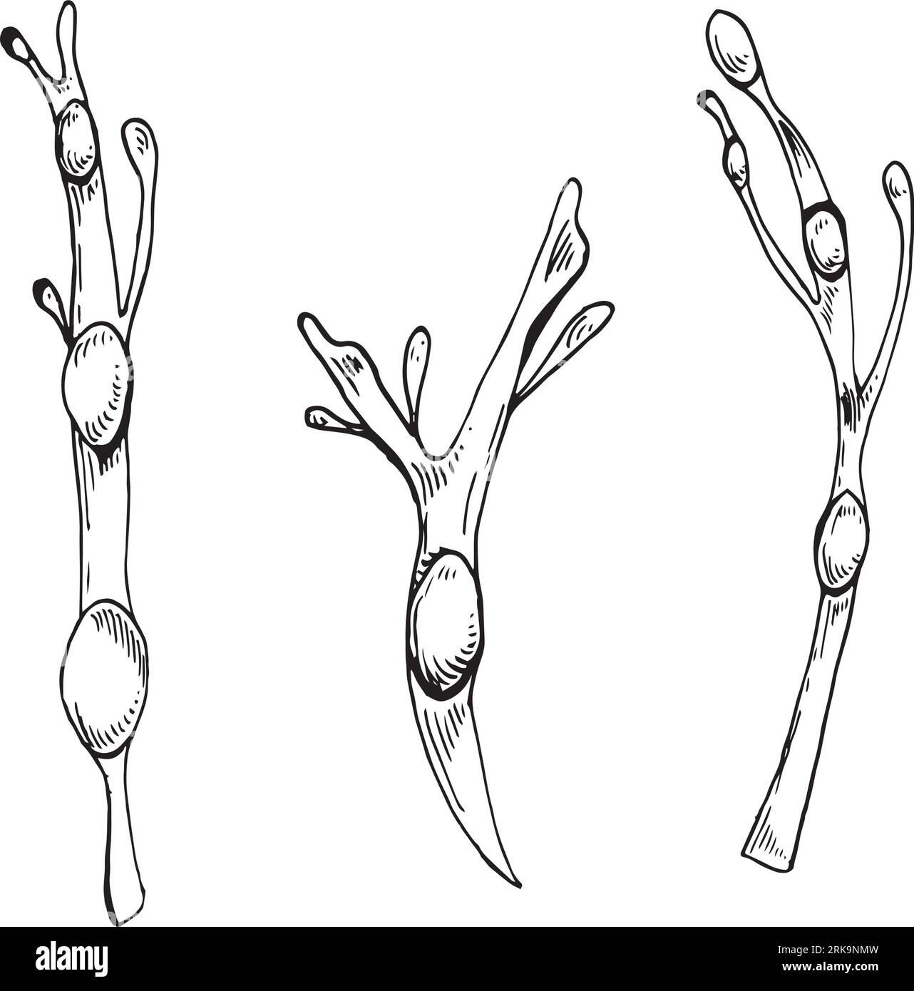 Seepflanze Tinte Hand gezeichnete Illustration isoliert auf weißem Hintergrund. Ascophyllum, Seetang, Kraut-Seetang-schwarz-weiß-Linienvektor. Konstruktionselement für Stock Vektor