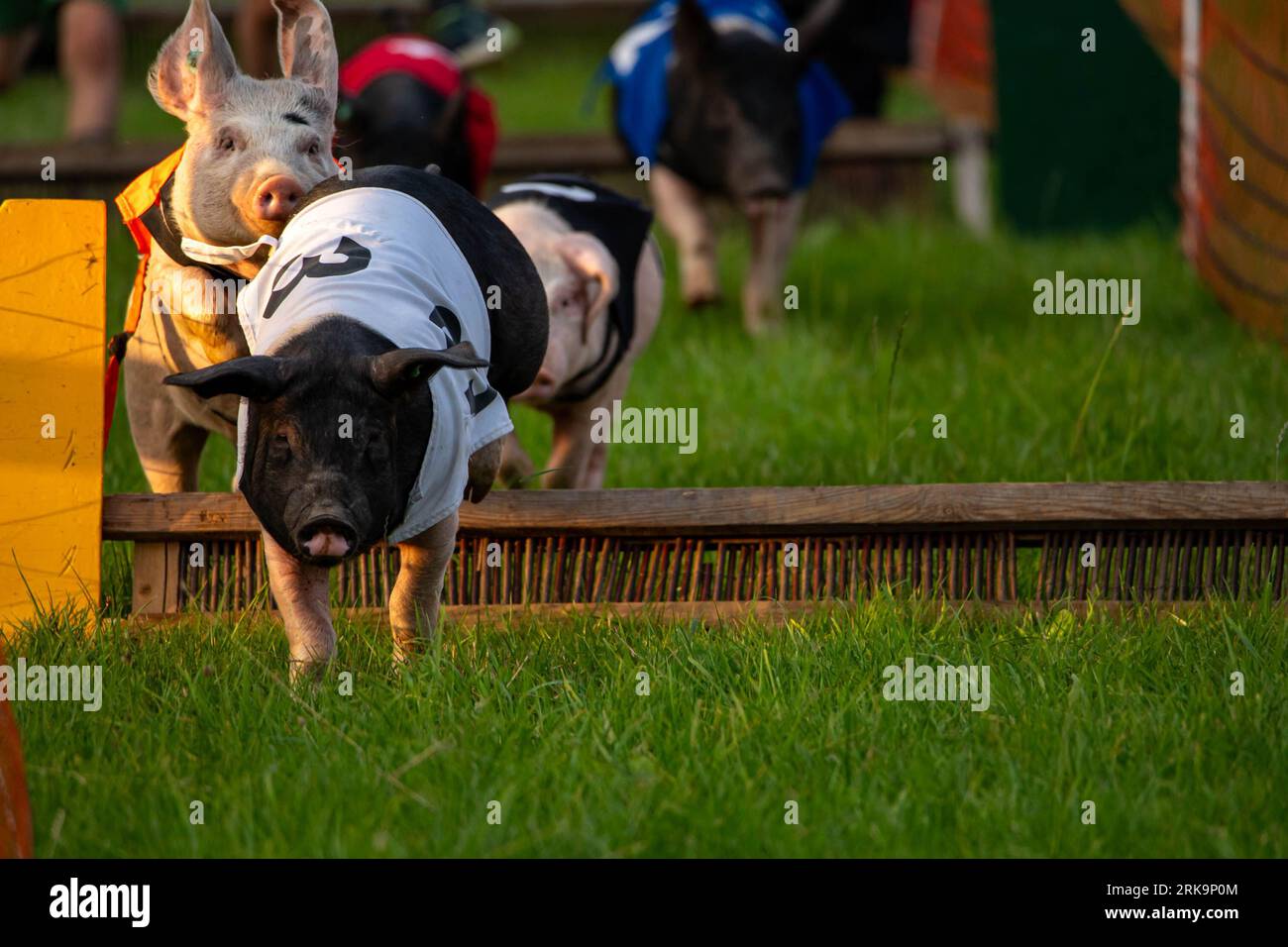 very exciting pig obstacle course Stockfoto
