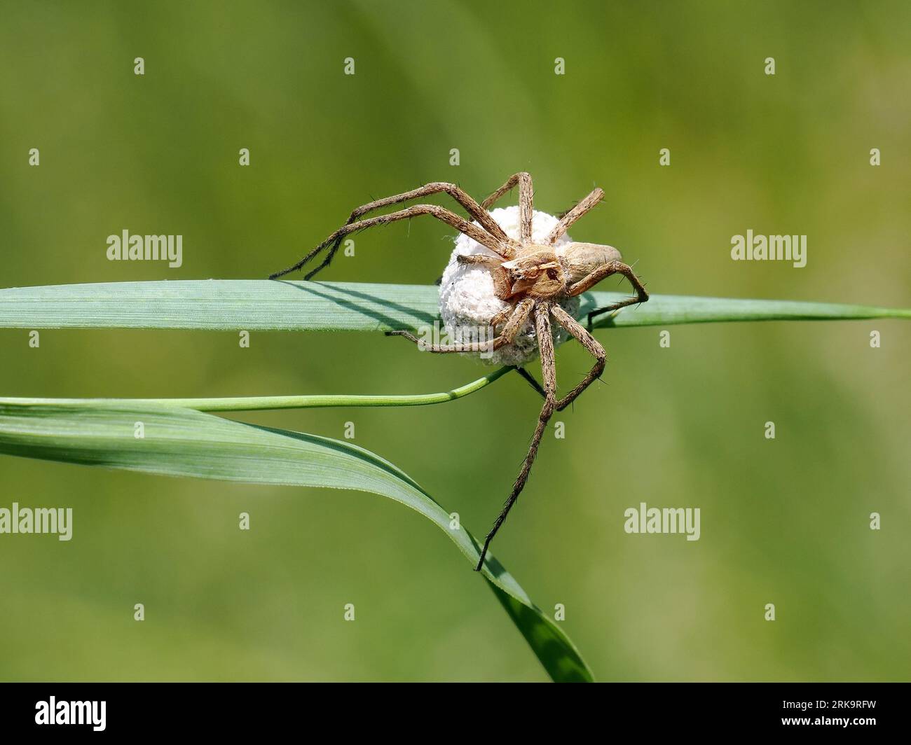 Spinne mit Kokon, Listspinne, Pisaure bewundernswert, Pisaura mirabilis, csodáspók, Budapest, Ungarn, Magyarország, Europa Stockfoto
