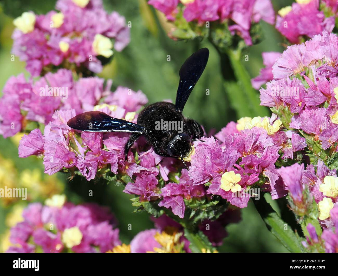 Violette Zimmermannsbiene, große Holzbiene, abeille perce-bois, Xylocopa violacea, kék fadongó, Budapest, Ungarn, Magyarország, Europa Stockfoto