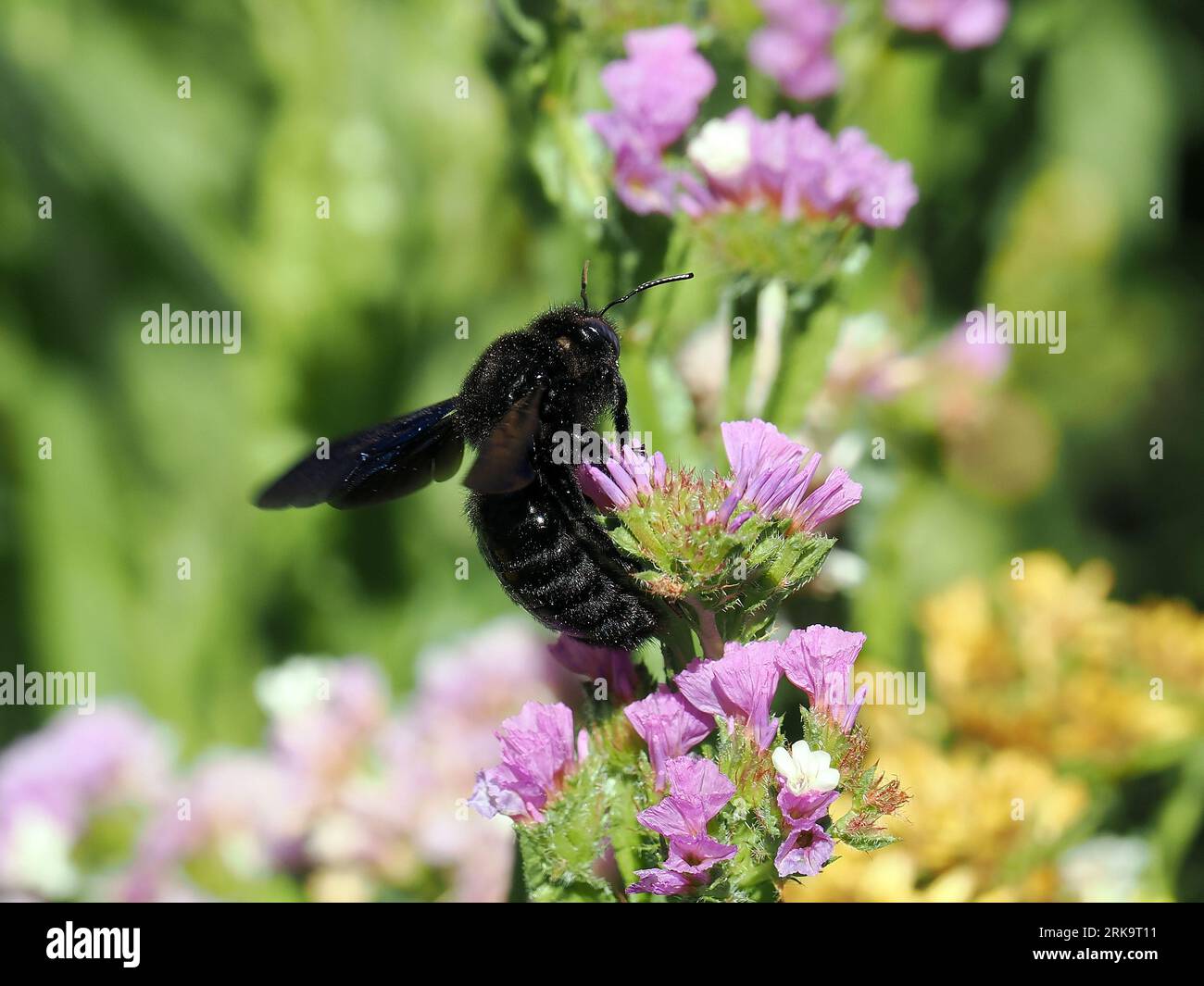 Violette Zimmermannsbiene, große Holzbiene, abeille perce-bois, Xylocopa violacea, kék fadongó, Budapest, Ungarn, Magyarország, Europa Stockfoto