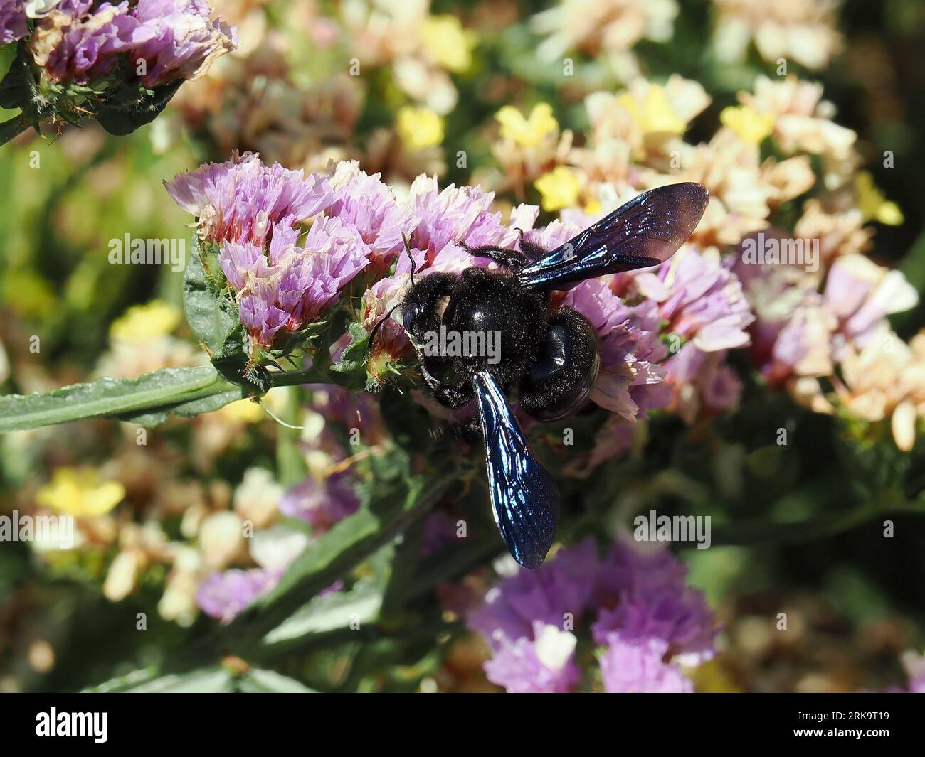 Violette Zimmermannsbiene, große Holzbiene, abeille perce-bois, Xylocopa violacea, kék fadongó, Budapest, Ungarn, Magyarország, Europa Stockfoto