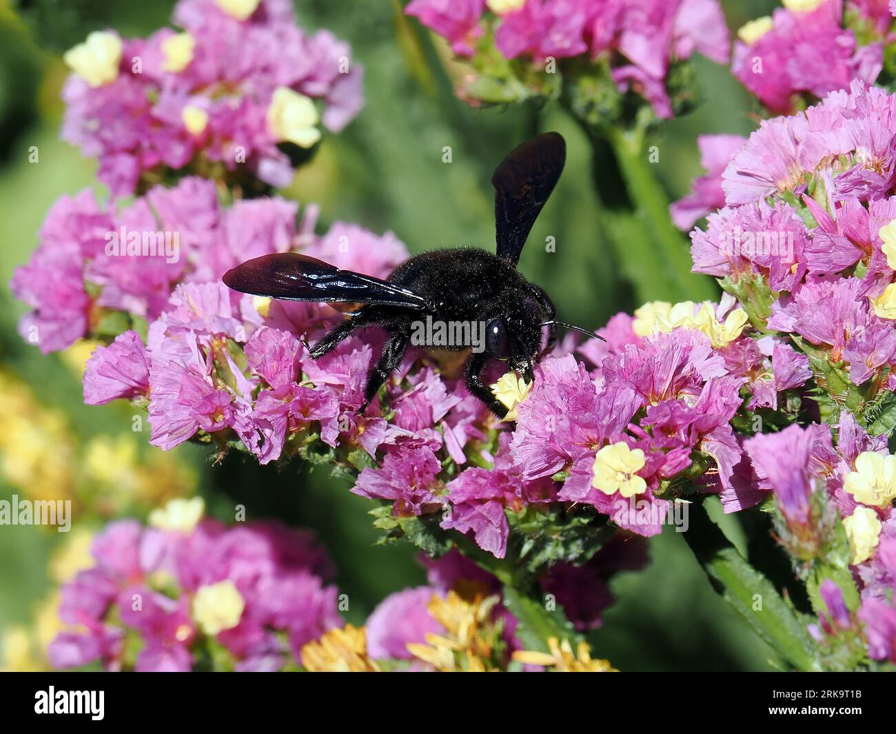 Violette Zimmermannsbiene, große Holzbiene, abeille perce-bois, Xylocopa violacea, kék fadongó, Budapest, Ungarn, Magyarország, Europa Stockfoto