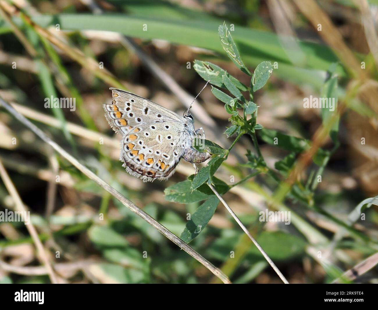 Blauer Schmetterling oder blauer Europäischer Schmetterling, Hauhechel-Bläuling, Argus bleu, Polyommatus icarus, közönséges Boglárka, Ungarn, Magyarország, Europa Stockfoto